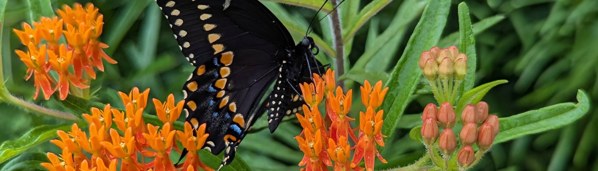 Black swallowtail butterfly on orange butterflyweed