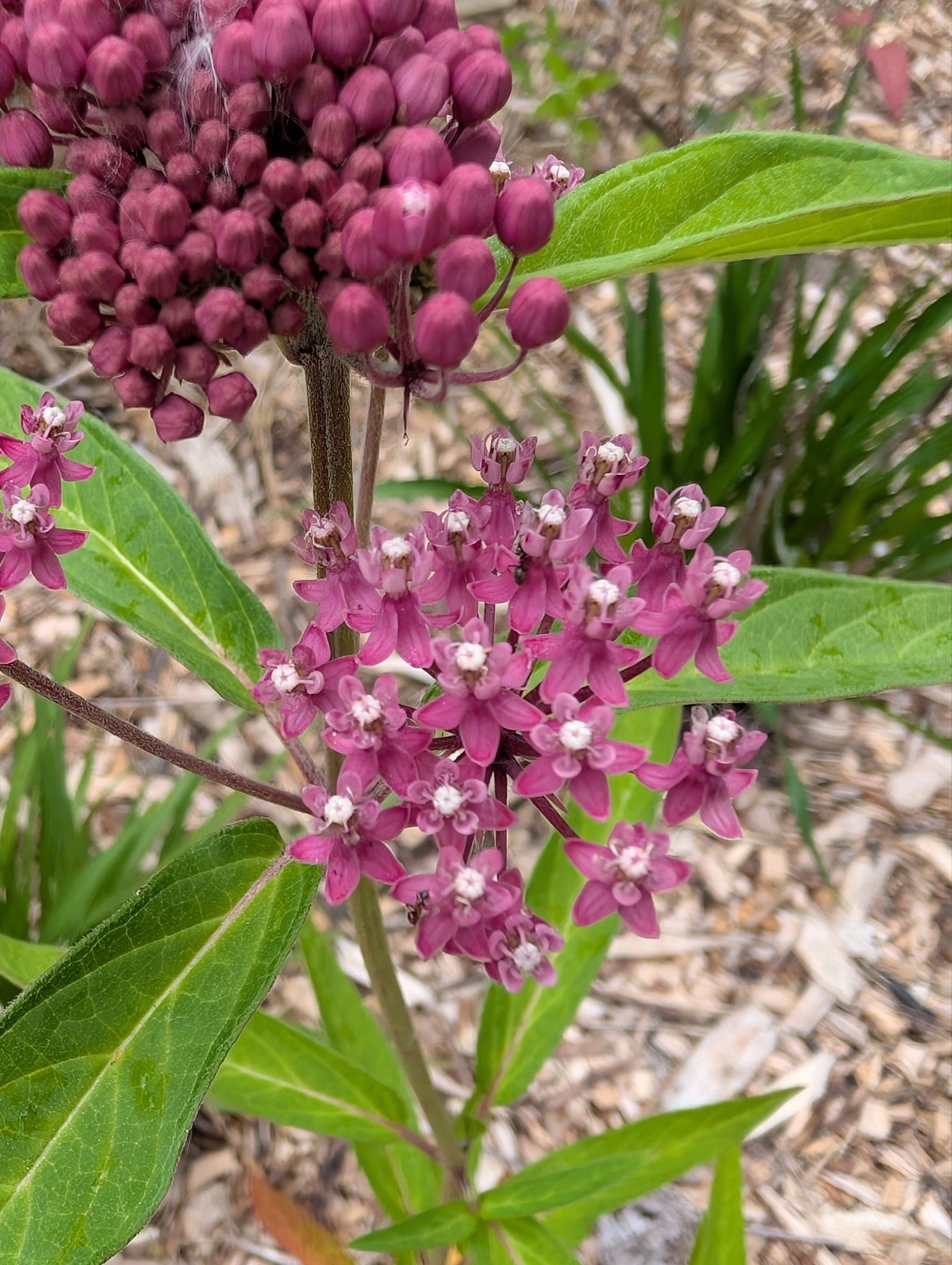Swamp milkweed, one of several varieties of milkweed native to our region, and the only food monarch caterpillars can eat