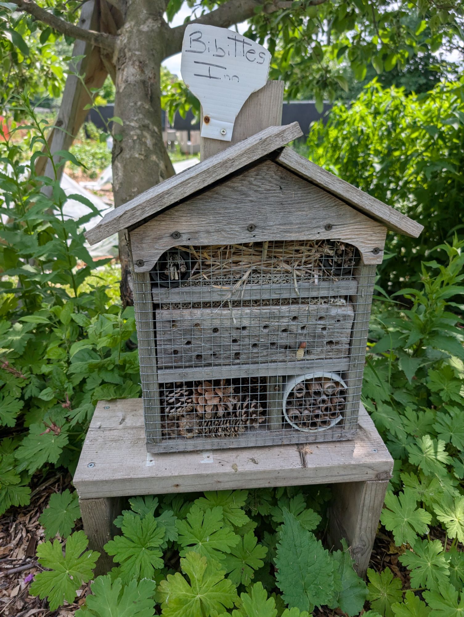 Adorable bee hotel spotted at North Gardens (another one of our Butterflyway Aylmer stops) created by the famous and talented Roberto