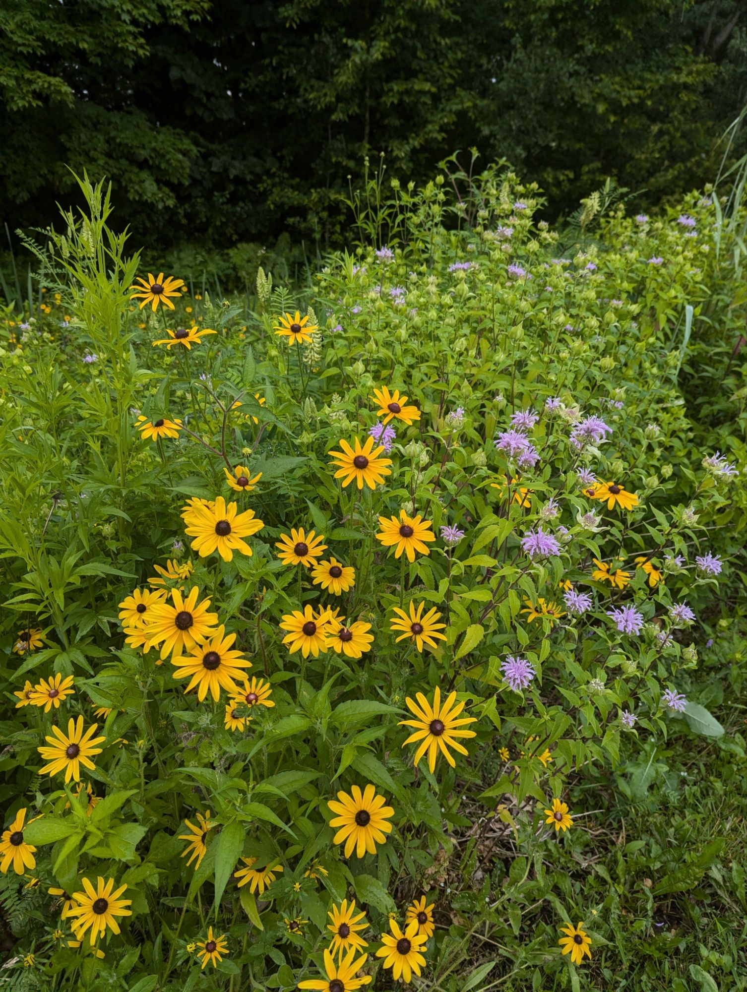 Native wildflower meadow buzzing with pollinators in July