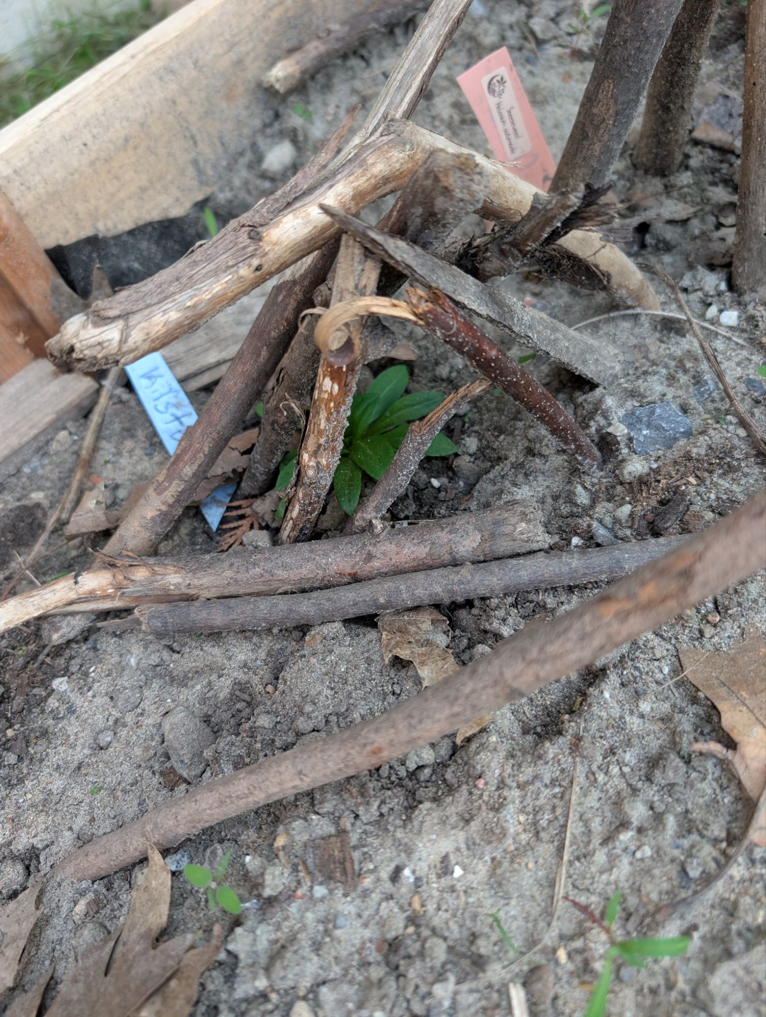 Some of the sticks and leaves gathered by the kids