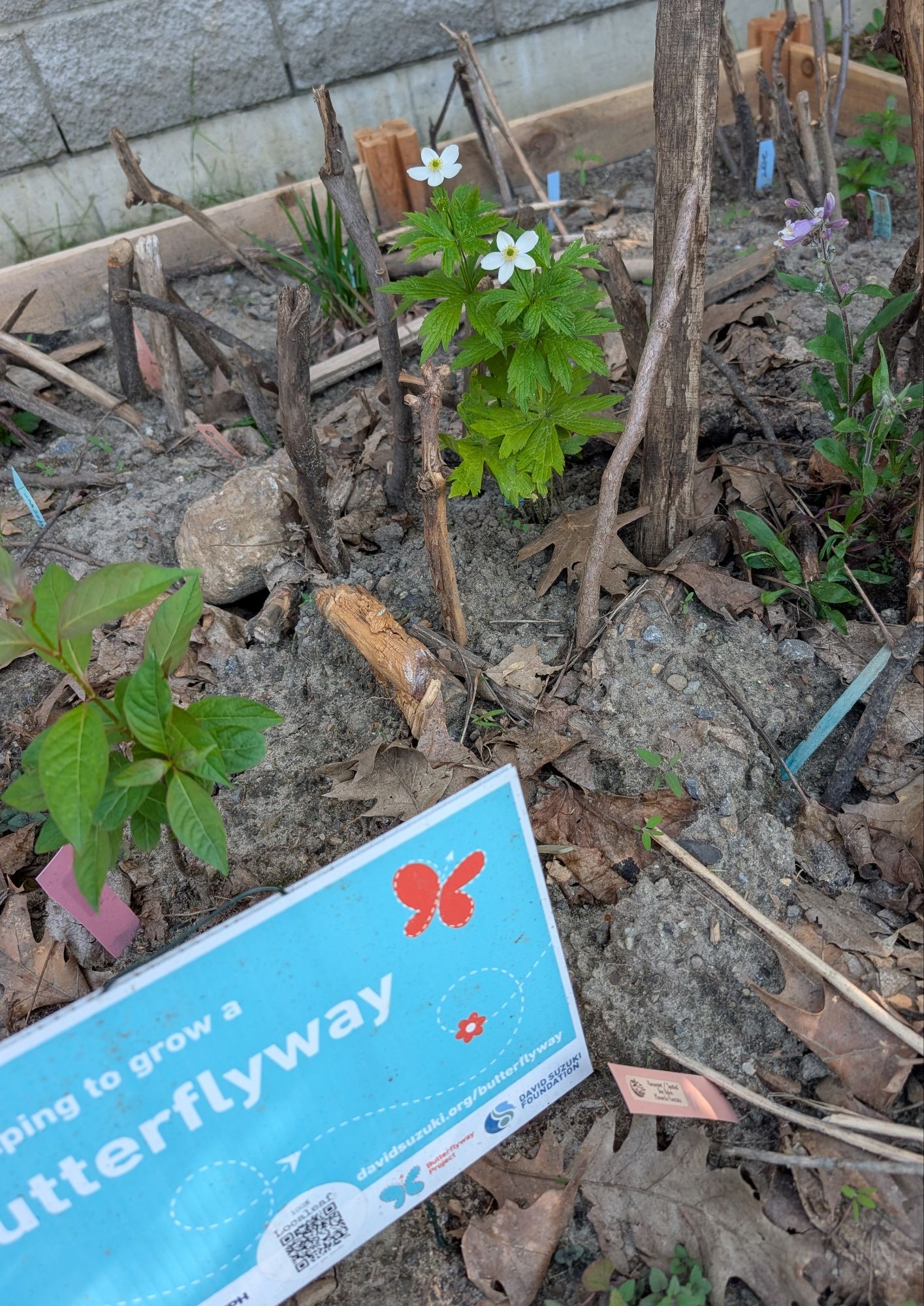 Photo — Creating a Butterflyway stop and native pollinator habitat gardens at an elementary school