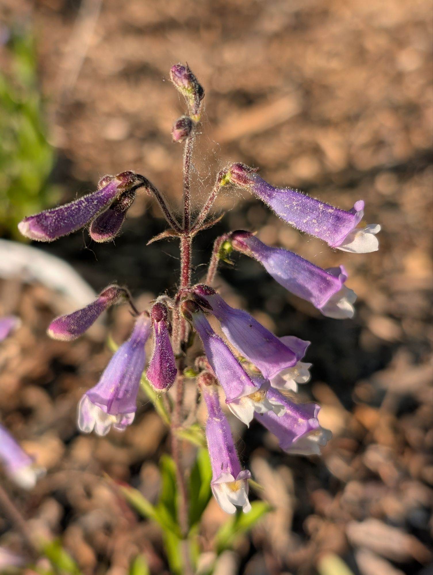 Hairy Beardtongue - a hit with young kids because the name is so silly