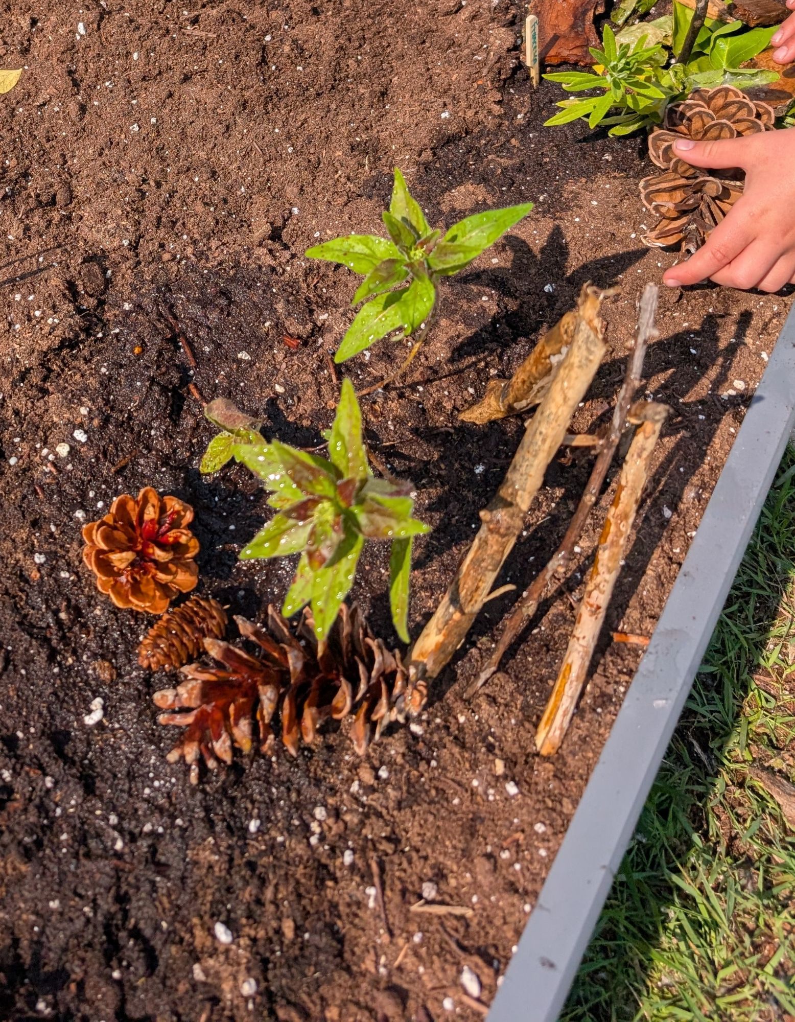 Some wanted the largest plants — Creating a Butterflyway stop and native pollinator habitat gardens at an elementary school