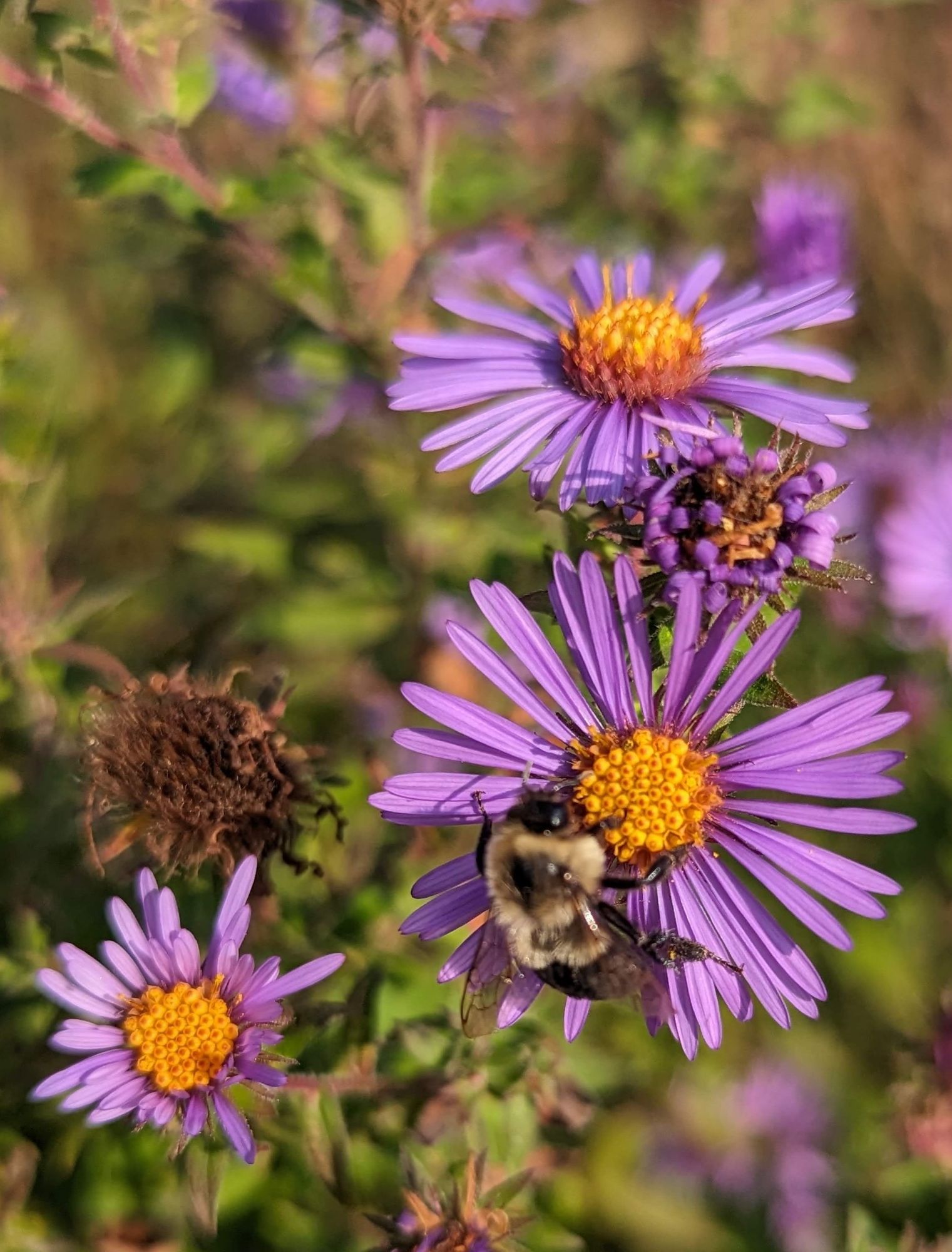 Bumblebee snacking on New England Aster pollen, one of the last sources of pollen available in the fall