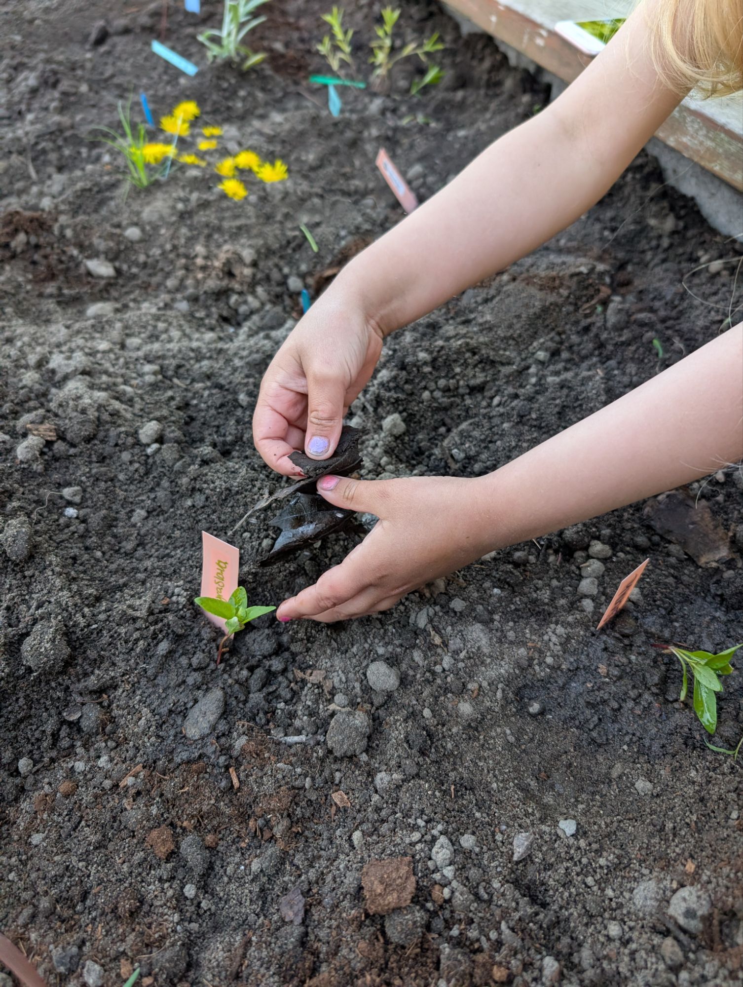 Photo — Creating a Butterflyway stop and native pollinator habitat gardens at an elementary school
