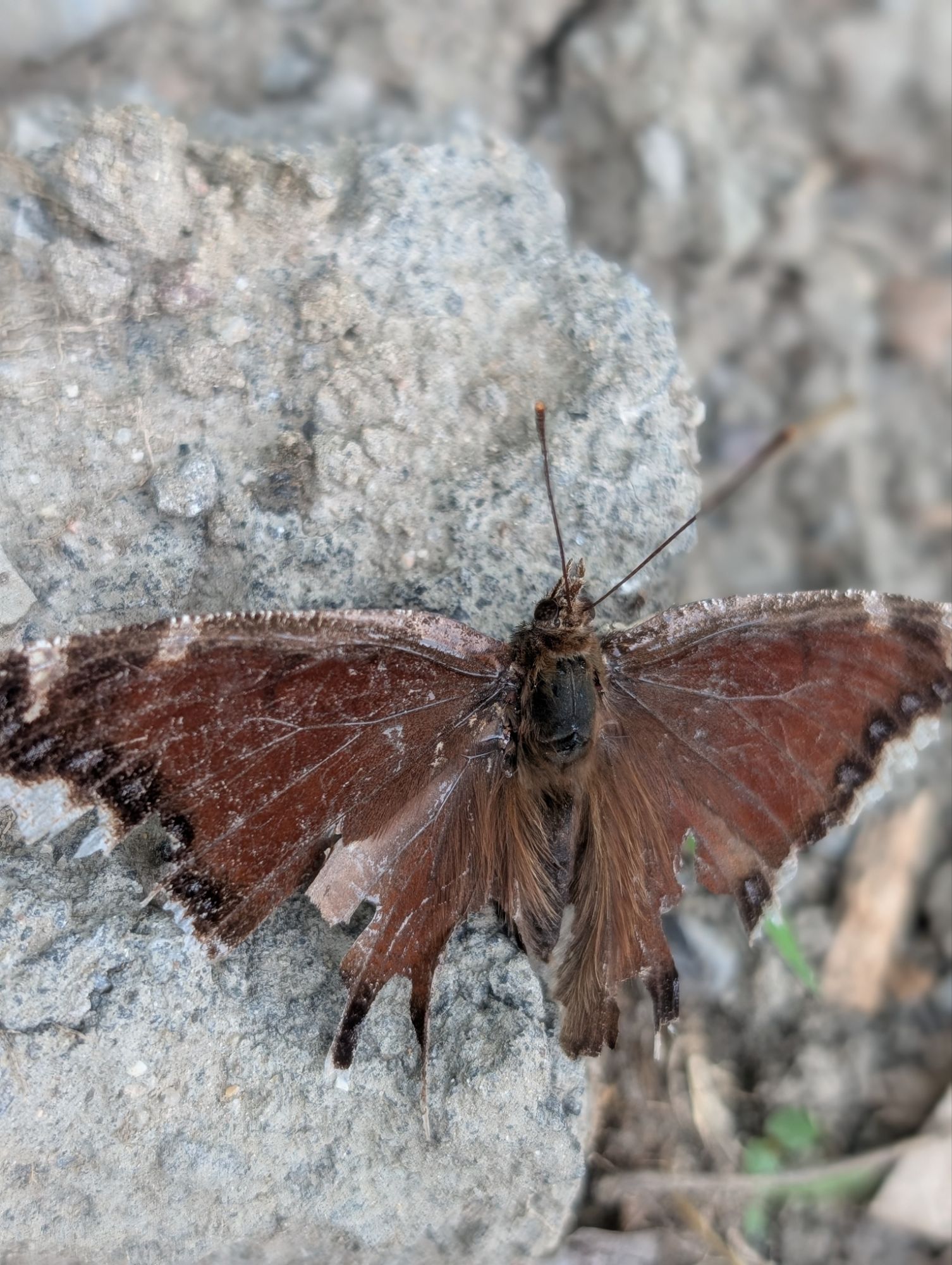 Northern Cloudywing at the end of its lifecycle