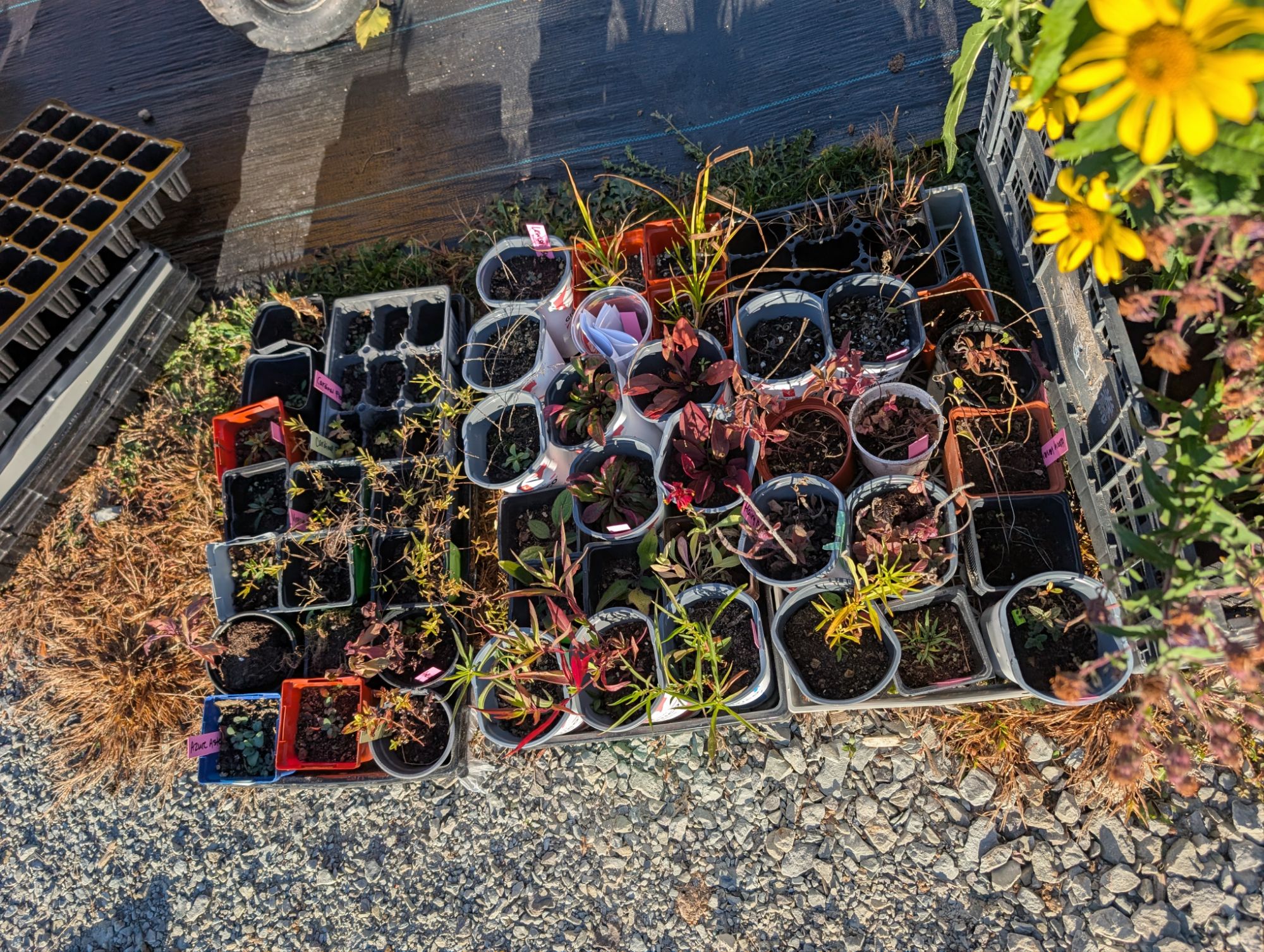 Ready for planting