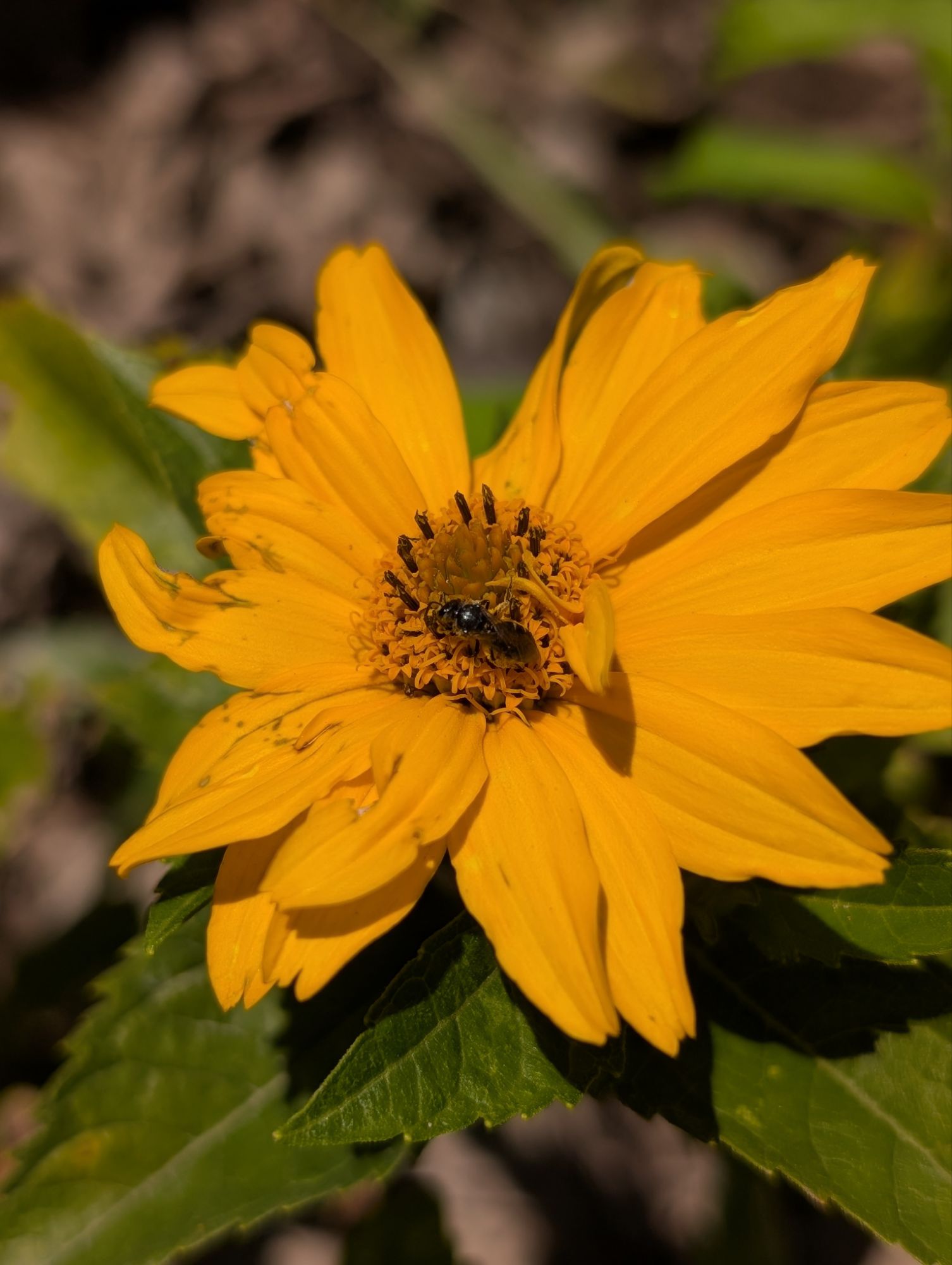 Thank you again to everyone who has helped create the Butterflyway Aylmer so far — Everything you ever wanted to know about the Butterflyway Aylm...