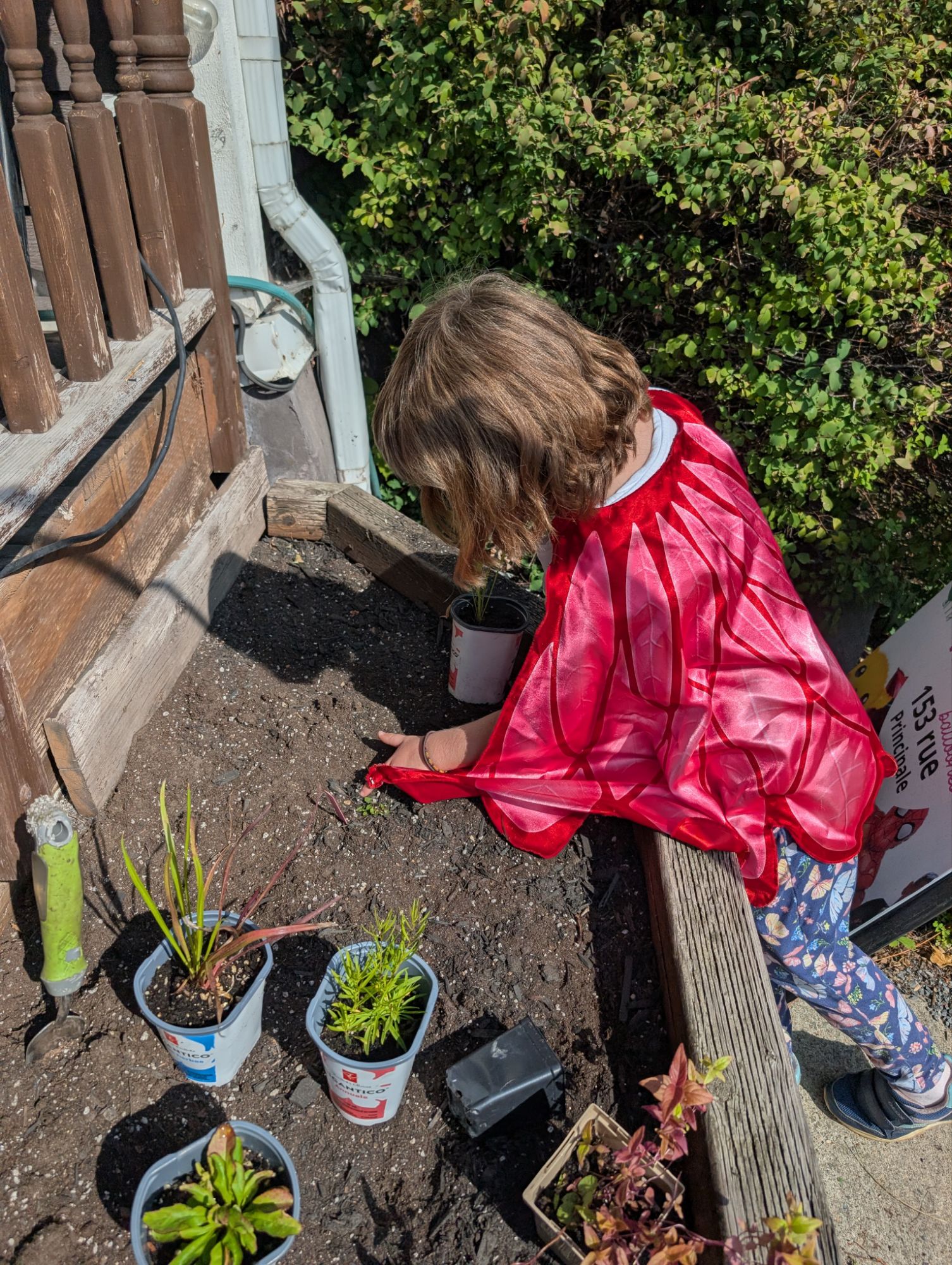 Photo — Everything you ever wanted to know about the Butterflyway Aylmer (2025 edition)