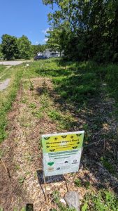 Pré fleuri sur l’ancien chemin de fer (rues Front et du Centre)
