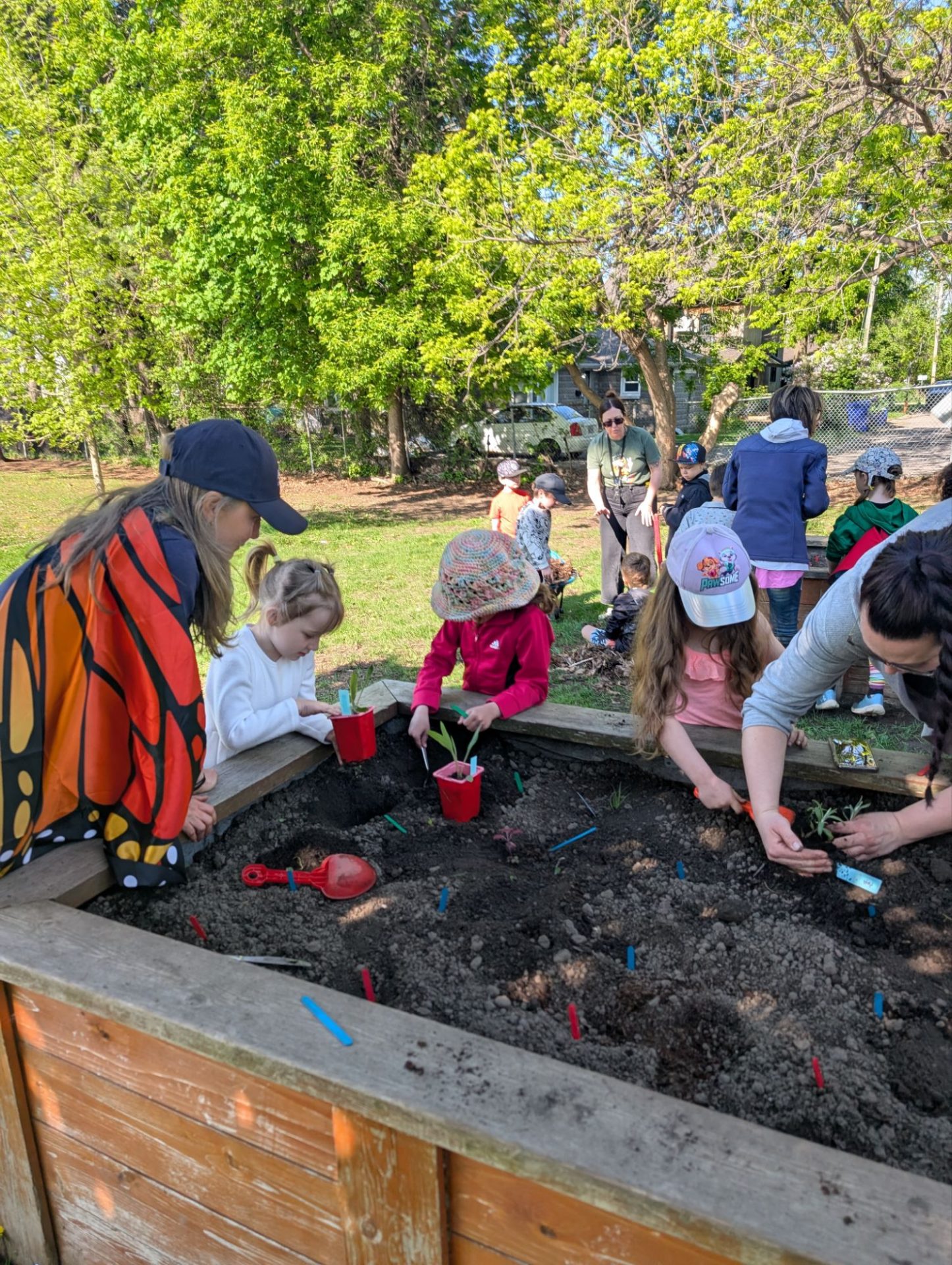 Creating a Butterflyway stop and native pollinator habitat gardens at an elementary school